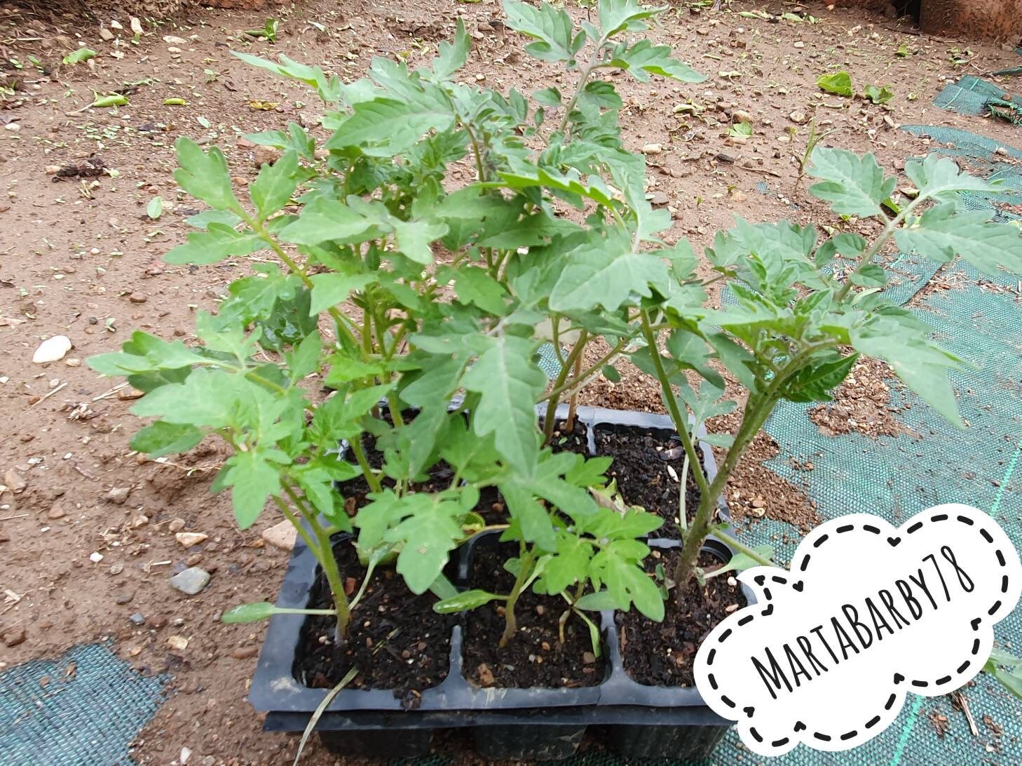 50 Semi Di Pomodoro Piennolo Del Vesuvio DOP, In Omaggio Istruzioni Di Coltivazione