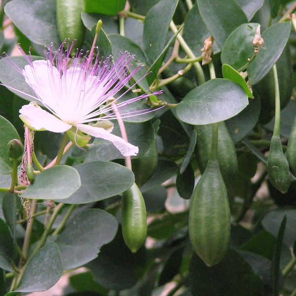 Cappero Capparis Spinosa Semi Bio commestibile fiore rosa  Capparis