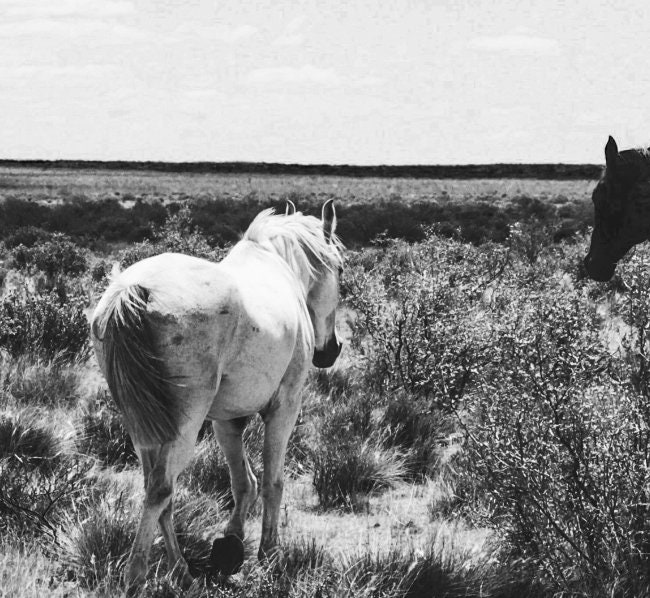 Horse Wall Art Black and White Wall Art Horse Photography | Etsy