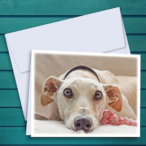 Greyhound Notecards | Greyhound with Toy Oil Painting A2 Notecards - Set of 12