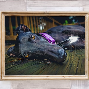Greyhound Wall Art | Black Greyhound Portrait | Dog Lover Gift