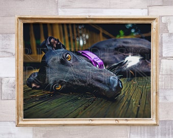 Art mural lévrier | Portrait de lévrier noir | Cadeau pour amoureux des chiens