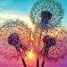 Fast delivery full 5d diy diamond painting"sunset dandelion",diamond embroidry round/square rhinestones ,cross stotch mosaic painting