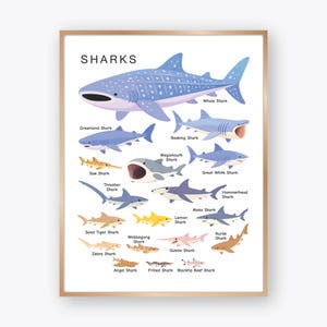Puede incluir: Un póster educativo blanco titulado SHARKS que muestra varias especies de tiburones, incluyendo un gran tiburón ballena azul, tiburón peregrino, gran tiburón blanco, tiburón martillo y otros. Cada tiburón está etiquetado con su nombre en negro.