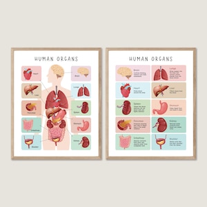 Póster del cuerpo humano, impresiones educativas para la salud, póster de anatomía, diagrama de órganos, anatomía, esqueleto, decoración para la educación en el hogar, material educativo imprimible