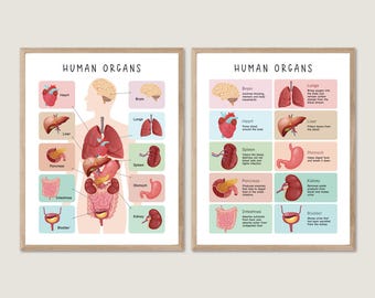 Human Body Poster, Health Education Prints, Anatomy Poster, Organs Chart, Anatomy, Skeleton, Homeschool Decor, Educational Printable