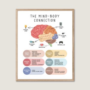 Brain Poster, Brain anatomy & psychology, Human Brain Anatomy, Mind Body Connection, Therapy Office Decor, Counselor office decor, EMDR CBT