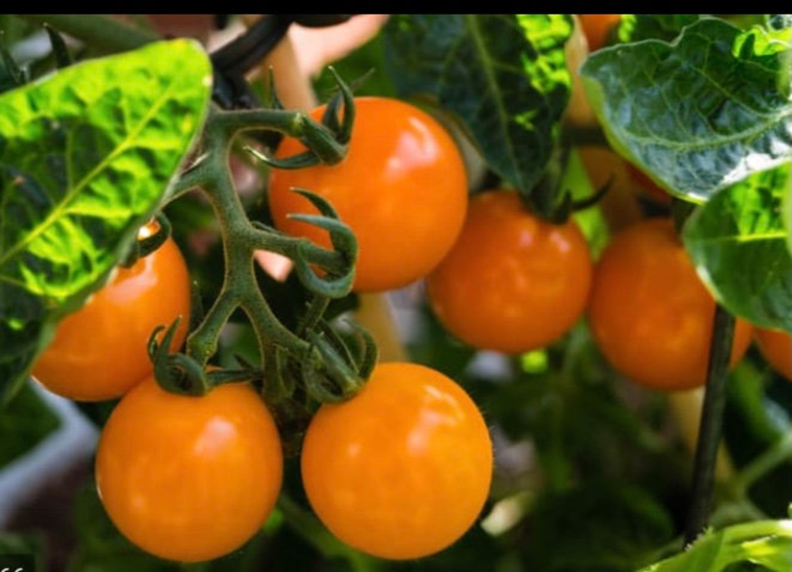 Orange hat tomato plants