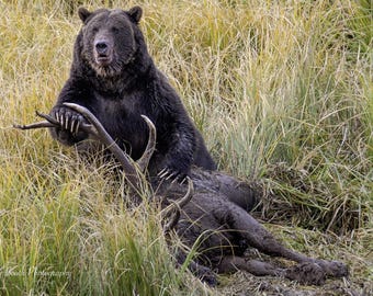 Könnte beinhalten: Ein großer brauner Grizzlybär sitzt im hohen Gras und hält einen Ast mit seinen Krallen. Der Bär ruht auf einem dunkel gefärbten Kadaver mit Geweih. Die Szene spielt in einer natürlichen Umgebung im Freien.