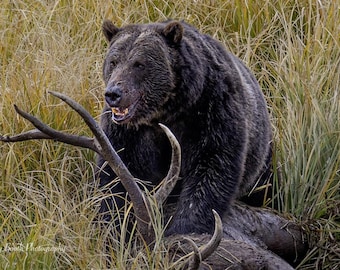 Könnte beinhalten: Ein großer Grizzlybär mit dunkelbraunem Fell sitzt inmitten von hohem, trockenem Gras und einem gefallenen Baum mit Geweih. Das Maul des Bären ist leicht geöffnet und zeigt seine Zähne. Das Bild ist eine Naturfotografie.