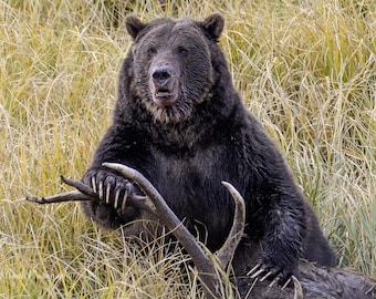 Könnte beinhalten: Ein großer brauner Grizzlybär sitzt in hohem, trockenem Gras und hält einen Ast mit seinen Krallen. Der Bär hat dunkles Fell und blickt direkt in die Kamera. Die Szene spielt in einer natürlichen Umgebung im Freien.