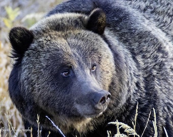 Könnte beinhalten: Nahaufnahme des Kopfes eines Grizzlybären, der sein dunkles Fell und seinen fokussierten Blick zeigt. Die Schnauze und die Ohren des Bären sind dunkel und kontrastieren mit dem helleren Fell auf Gesicht und Körper. Das Bild ist vor dem Hintergrund von trockenem Gras aufgenommen.