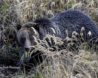 Könnte beinhalten: Ein großer Grizzlybär mit dunklem Fell versteckt sich teilweise in hohem, trockenem Gras. Der Kopf des Bären ist sichtbar und blickt direkt auf den Betrachter. Naturfotografie.