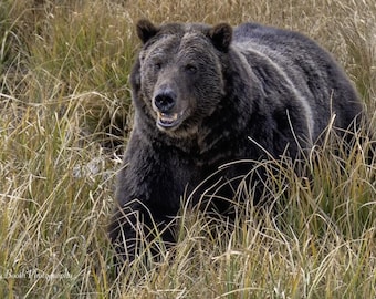 Könnte beinhalten: Ein großer Grizzlybär mit dunkelbraunem Fell steht in hohem, trockenem Gras. Der Kopf des Bären ist sichtbar, mit leicht geöffnetem Maul, das Zähne zeigt. Das Bild fängt einen Moment in der Natur ein und zeigt die Größe und Umgebung des Bären.