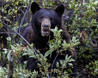 Könnte beinhalten: Ein Schwarzbär mit hellbrauner Schnauze und offenem Maul, umgeben von grünem Laub und Ästen. Der Bär blickt direkt in die Kamera, mit ein paar Beeren an den Ästen.