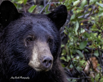 Könnte beinhalten: Nahaufnahme des Gesichts eines Schwarzbären, mit seinem dunklen Fell und der hellbraunen Schnauze. Die Augen des Bären sind fokussiert, vor einem Hintergrund aus grünen Blättern. Ein Wildtierporträt.