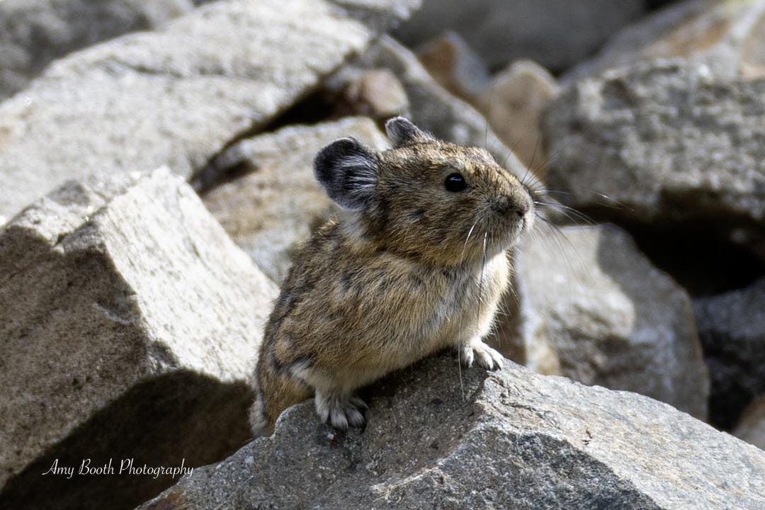 Pika Prints, Great Horned Owl, Metal Prints, Canvas Prints, Home Decor ...