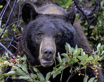 Könnte beinhalten: Nahaufnahme eines Schwarzbären, der den Betrachter direkt ansieht. Der Bär ist von grünen Blättern und Zweigen mit kleinen roten und gelben Beeren umgeben. Das Gesicht des Bären ist hellbraun.
