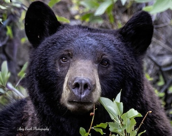 Könnte beinhalten: Nahaufnahme eines Schwarzbären mit dunklem Fell und einer hellbraunen Schnauze. Die Augen des Bären sind nach vorne gerichtet, und er ist von grünem Laub umgeben. Das Bild ist eine Fotografie.