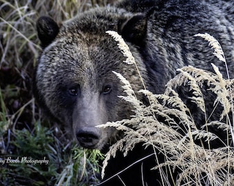 Könnte beinhalten: Nahaufnahme des Gesichts eines Grizzlybären, teilweise verdeckt von hohem, trockenem Gras. Der Bär hat dunkles Fell mit helleren Highlights, und seine Augen sind nach vorne gerichtet. Das Bild ist in einer natürlichen Umgebung im Freien aufgenommen.