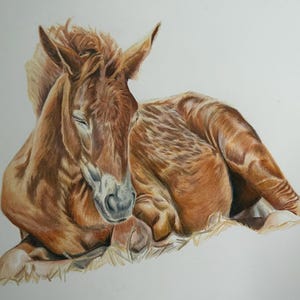 Original Colored Pencil Drawing of Sleeping Foal – 12x16 Inch Horse Art, Equine Wall Decor, Animal Lover Gift