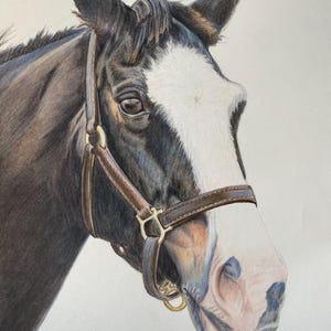 Custom Pet Portrait | Colored Pencil or Pencil Drawing from Photo | Memorial Pet Art | Animal Commission Gift | 12x16” Handmade Art