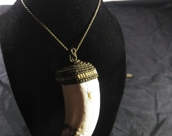 Tribal Jewelry Supply Peruvian animal Big Polished and Cleaned Sea Lion Tooth Real Sea Lion tooth for making Jewelries or Accessories