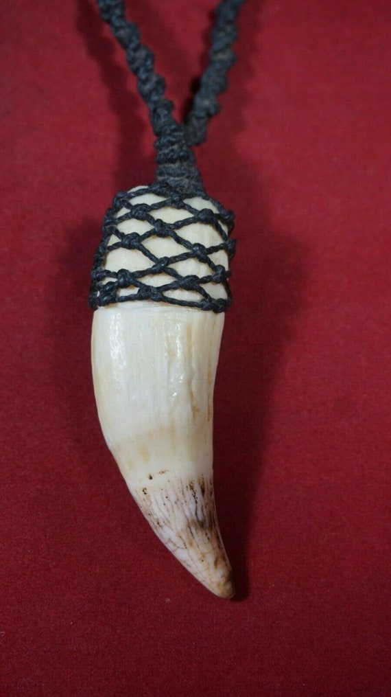 Tribal Jewelry Supply Peruvian animal Big Polished and Cleaned Sea Lion Tooth Real Sea Lion tooth for making Jewelries or Accessories