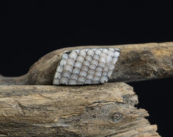 Snake Skin Stone - Wrasse Fossil - Rare Specimen - Ring Size / Small Size