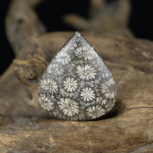 Agatized Coral Fossil Cabochon: Earth-Toned Lapidary Gemstone (32x27x6 mm)