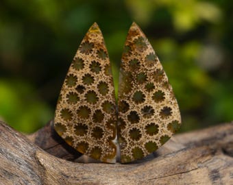 Fossil Coral Cabochon | A Rare Natural Flower Pattern | High Polish Marquise Earring Stones