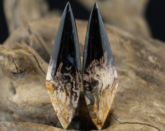 Fossil Palm Root Matched Pair Cabochon