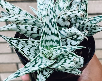 Aloe 'Blizzard' Rare Live Succulent Plant