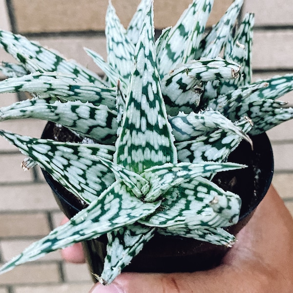 Aloe 'Blizzard' Rare Live Succulent Plant