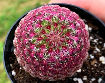 RARE Rainbow Hedgehog Cactus