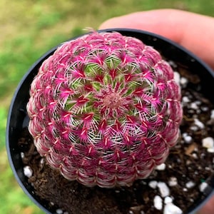 RARE Rainbow Hedgehog Cactus