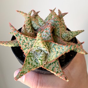 Aloe Firecracker Rare Live Succulent Plant