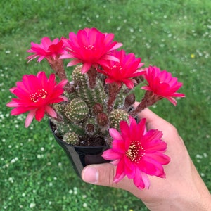 Rose Quartz - Peanut Cactus - Live Cactus Plant