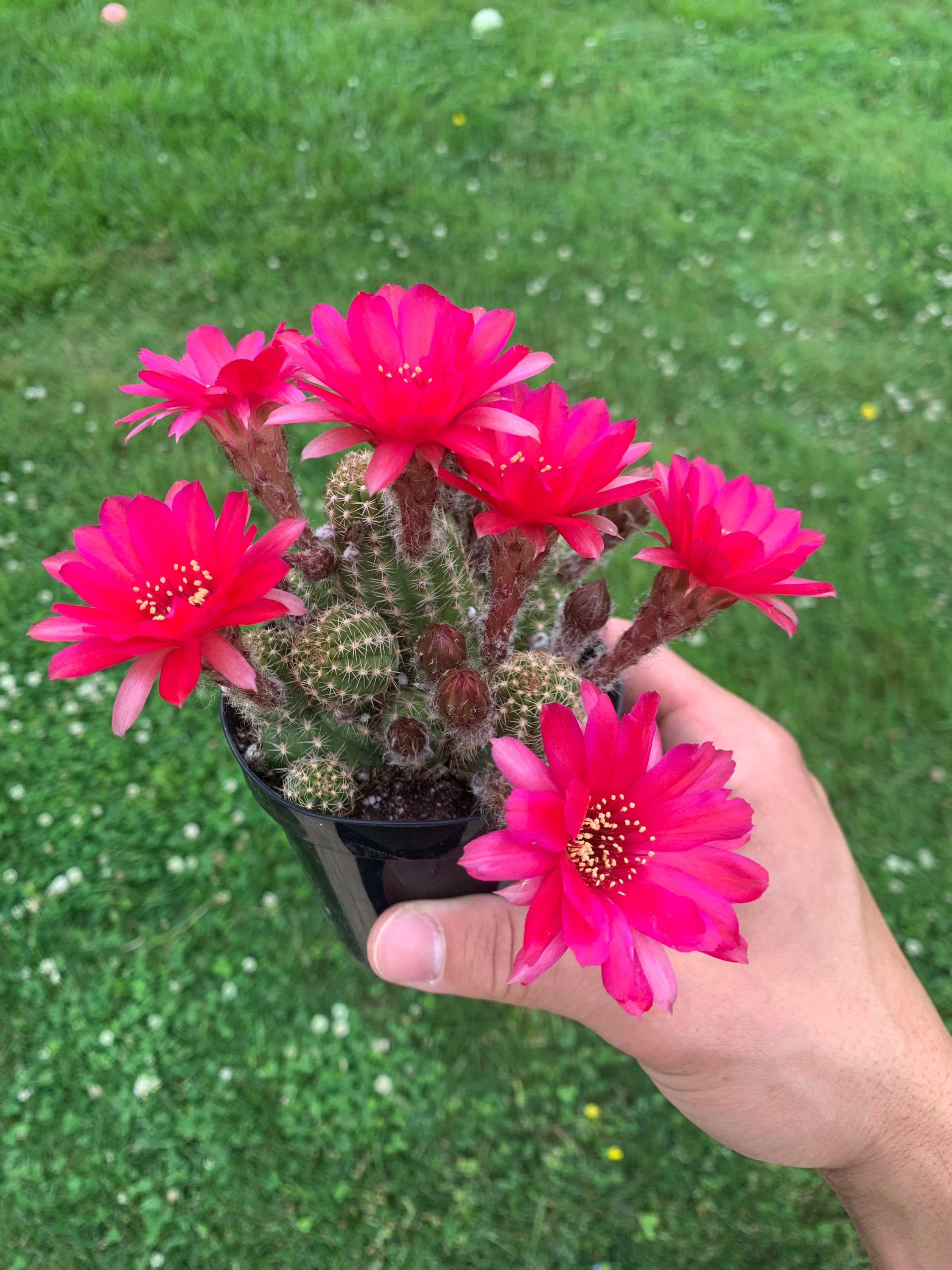 Rose Quartz - Peanut Cactus