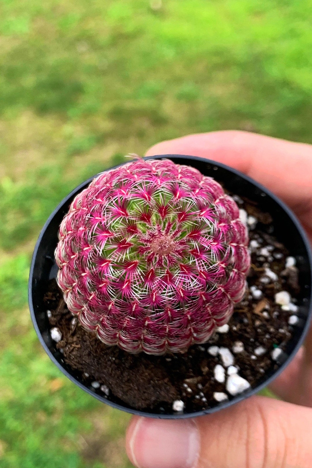 dinosaur cactus Shop 'Myrtillocactus geometrizans crested - Dinosaur Back Plant' Care and  Info