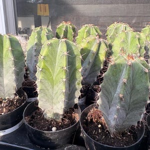 Gray Ghost Organ Live Cactus Plant