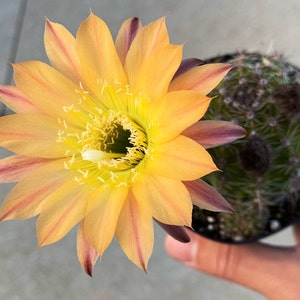 May include: A close-up of a blooming cactus flower with yellow petals and a red center. The flower is in full bloom and has a delicate, intricate structure. The cactus is in a pot and is being held by a hand.