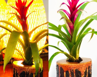 Live Guzmania Flower in Solid Lava Wood Planter. Colorful Live Plant Gift in Unique One-of-a-Kind Wood Pot. Limited Availability.