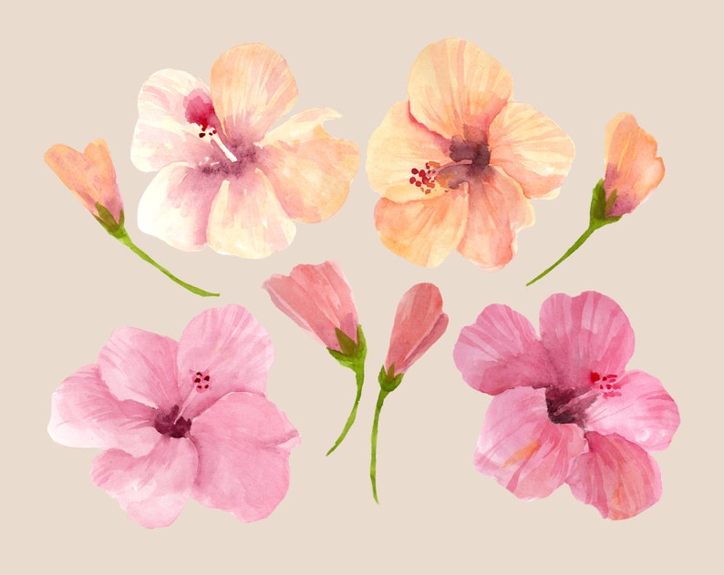 Hibisicus flower clipart instant download digital file tropical floral summer watercolor png