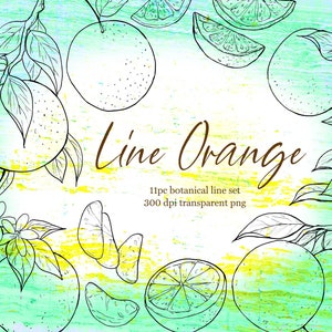 Orange Botanical Line Drawing, Citrus Fruit PNG Illustration
