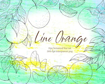 Orange Botanical Line Drawing, Citrus Fruit PNG Illustration