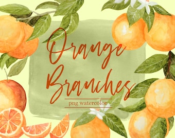 Ilustração botânica de ramos de laranja, clipart aquarela, fruta de verão, download digital png