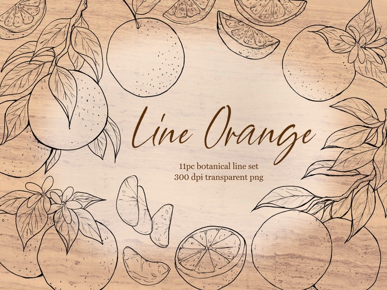 Orange Botanical Line Drawing, Citrus Fruit PNG Illustration Etsy