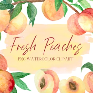 Peaches Watercolor Clipart, Botanical illustration, fruit food art floral design branches instant download
