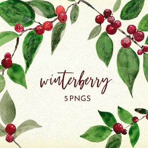 winter berry, christmas holly png, card making watercolor clipart image 1